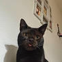 cat, black_cat, pet, animal, indoor, close_up, tongue_out, whiskers, ears, curious, confused, wall, picture_frame, home, cozy, feline, portrait, shadow, yellow_eyes, cute
