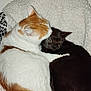 cat, cats, orange_cat, black_cat, snuggling, cozy, blanket, pet, animal, fur, whiskers, cute, domestic_cat, resting, indoor, companion, sleepy, two_animals, close_up, friendship