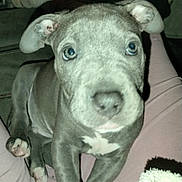 Jax joined the competition — help win amazing prizes! puppy, dog, gray, blue_eyes, close_up, pet, animal, young, cute, ears, fur, sitting, person, lap, pink_pants, indoors, flash, looking, front_view, paw
