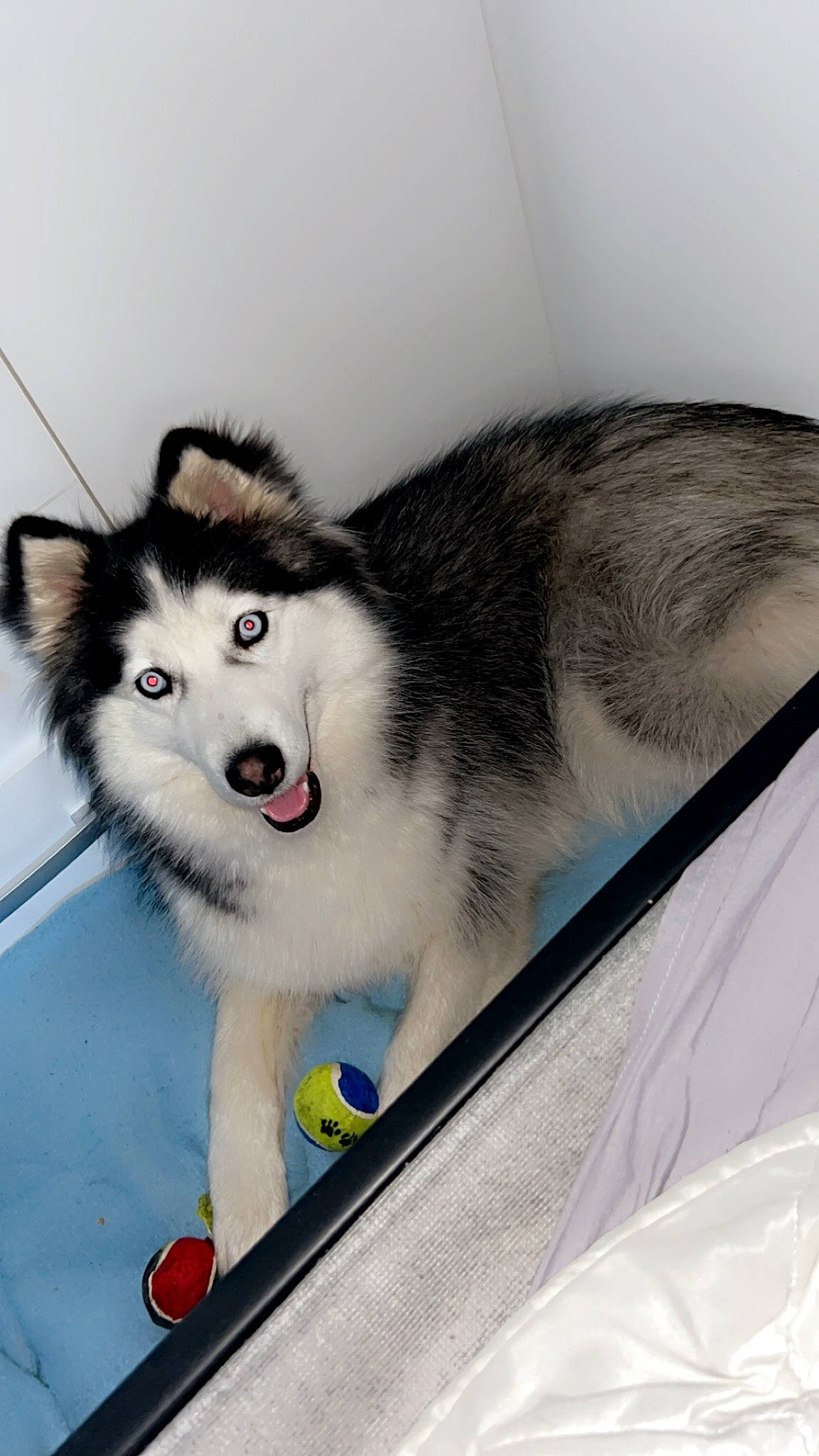 Alaska a rejoint le concours — aidez-le/la à gagner de superbes lots ! ancient_dog_breeds, canidae, canis, carnivore, collar, companion_dog, dog, dog_breed, fur, pet_supply, siberian_husky, sled_dog, snout, sporting_group, terrestrial_animal, whiskers, wildlife, wolf, working_dog