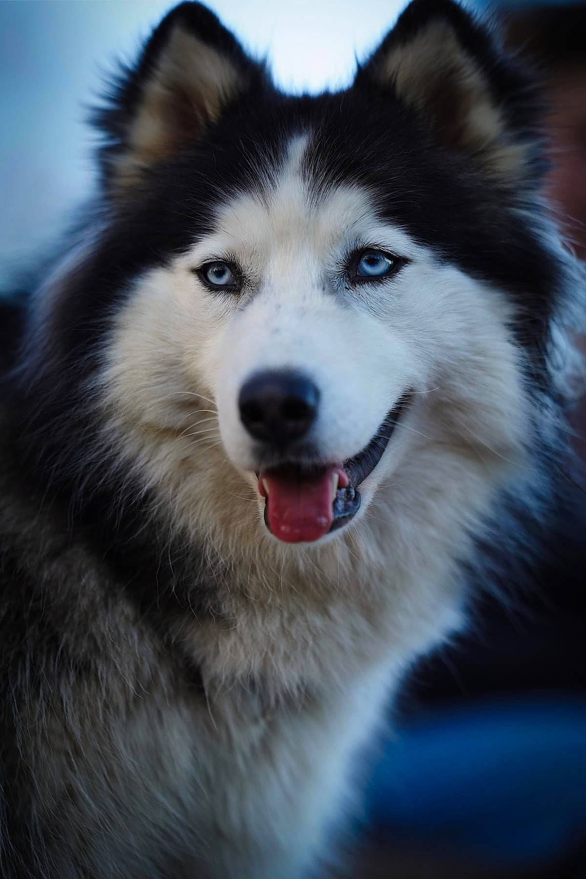 Alaska participe au concours pour gagner de l'argent avec cette photo : ancient_dog_breeds, carnivore, companion_dog, dog, dog_breed, eye, fur, jaw, plant, sky, sled_dog, snout, sporting_group, terrestrial_animal, tree, whiskers, working_dog