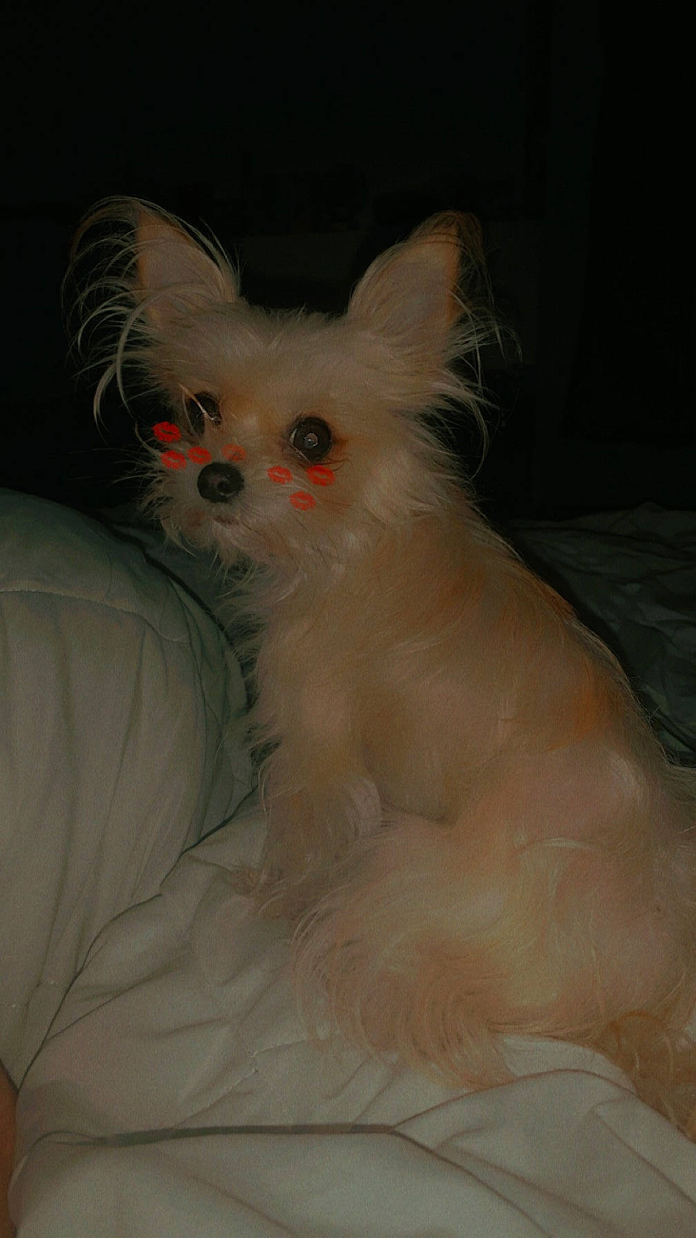 Maya participe au concours pour gagner de l'argent avec cette photo : bed, canidae, carnivore, comfort, companion_dog, couch, dog, dog_breed, dog_supply, ear, fawn, felidae, fur, paw, small_to_medium_sized_cats, snout, tail, toy_dog, whiskers, working_animal