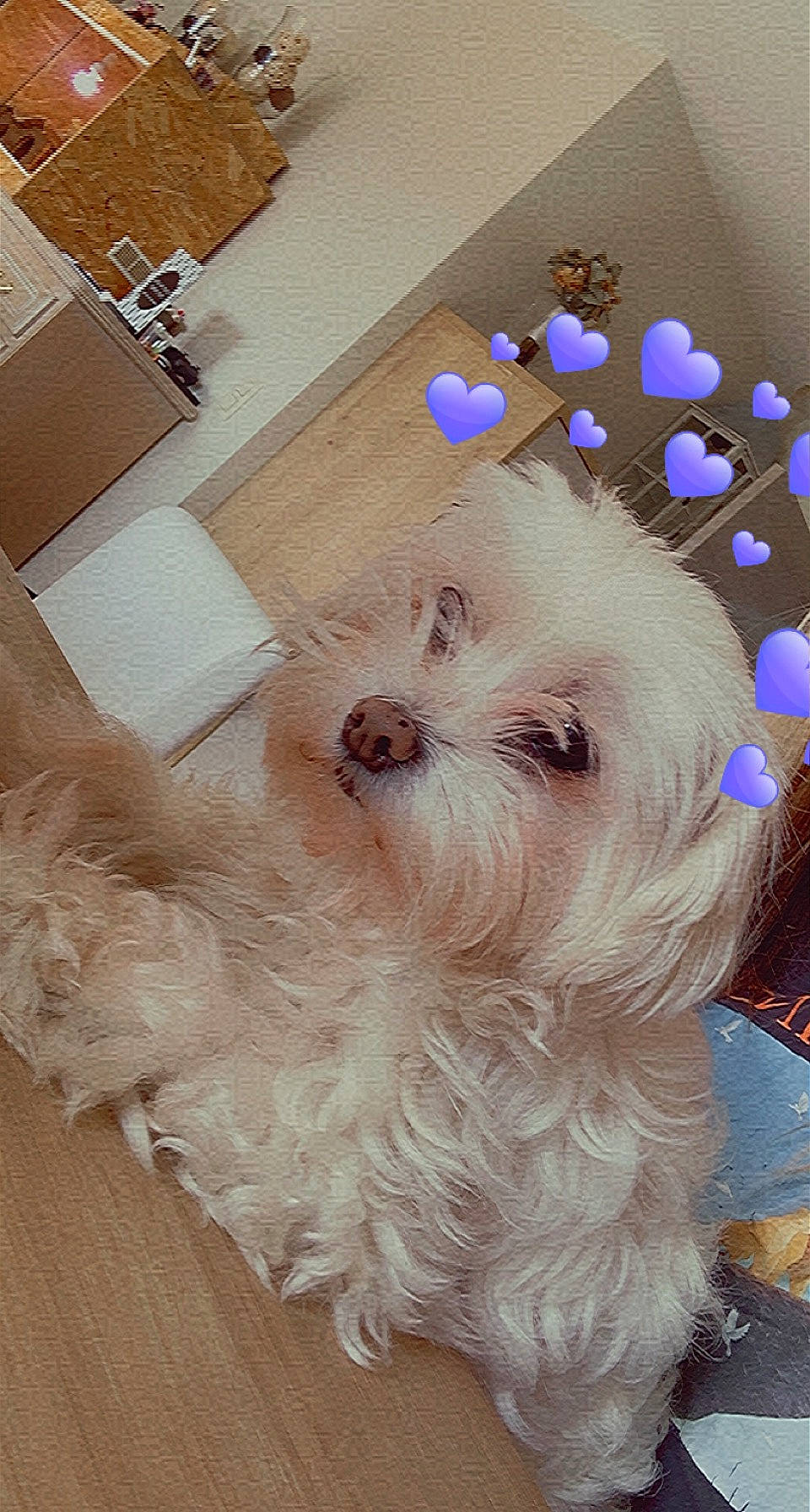 Dolly a rejoint le concours — aidez-le/la à gagner de superbes lots ! bichon, carnivore, companion_dog, dog, dog_breed, dog_supply, fashion_accessory, flooring, fur, hardwood, labradoodle, non_sporting_group, puppy, small_terrier, terrier, toy_dog, window, wood