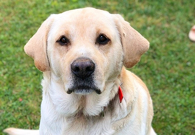 Chipper a rejoint le concours — aidez-le/la à gagner de superbes lots ! ancient_dog_breeds, beagador, canidae, carnivore, companion_dog, dog, dog_breed, fawn, golden_retriever, hunting_dog, labrador_retriever, mammal, pointing_breed, puppy, rare_breed_dog, retriever, snout, sporting_group, vertebrate, whiskers