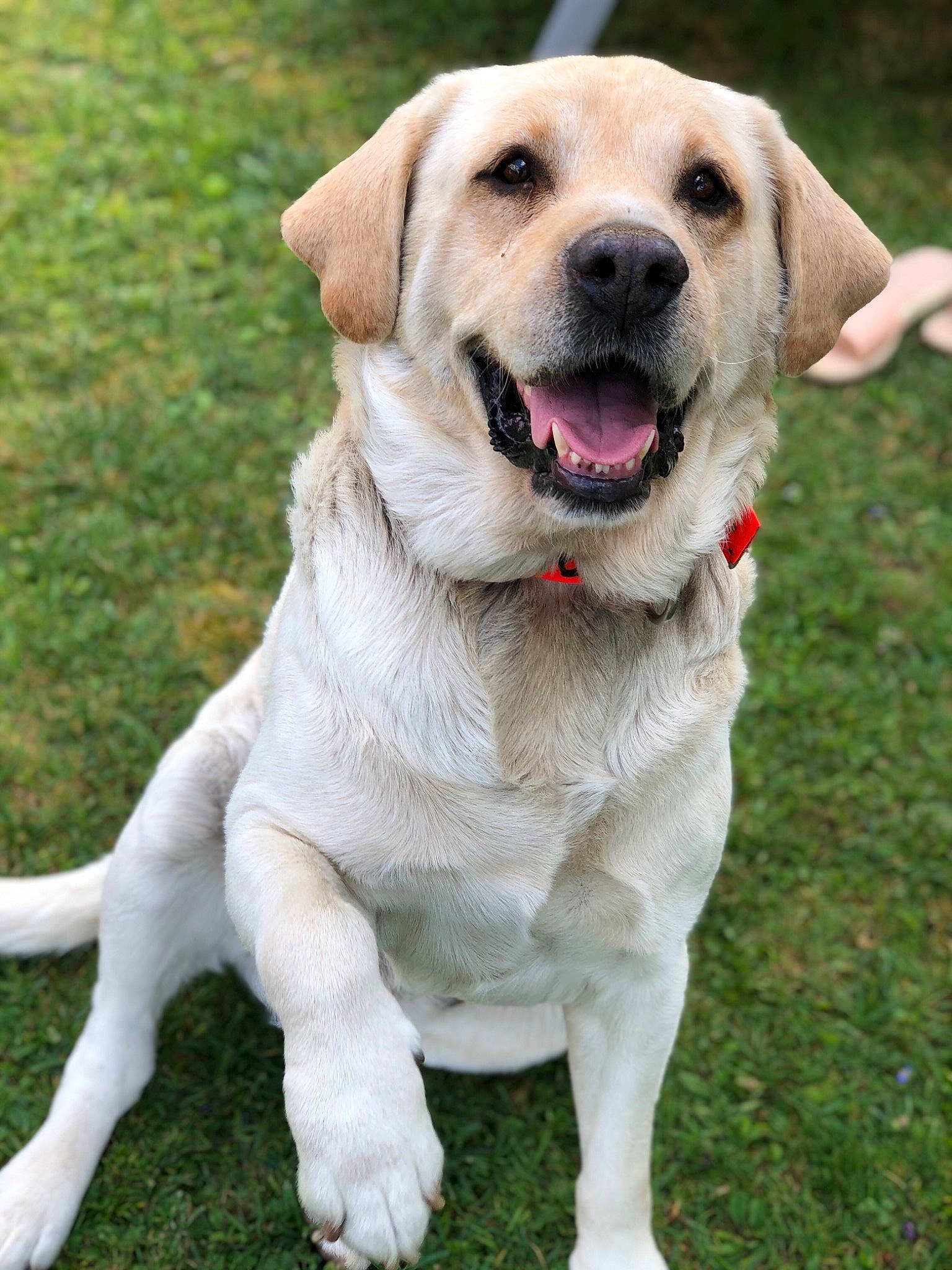 Chipper participe au concours pour gagner de l'argent avec cette photo : anatolian_shepherd_dog, ancient_dog_breeds, canidae, carnivore, companion_dog, dog, dog_breed, fawn, golden_retriever, grass, hunting_dog, labrador_retriever, mammal, puppy, retriever, snout, sporting_group, tail, vertebrate