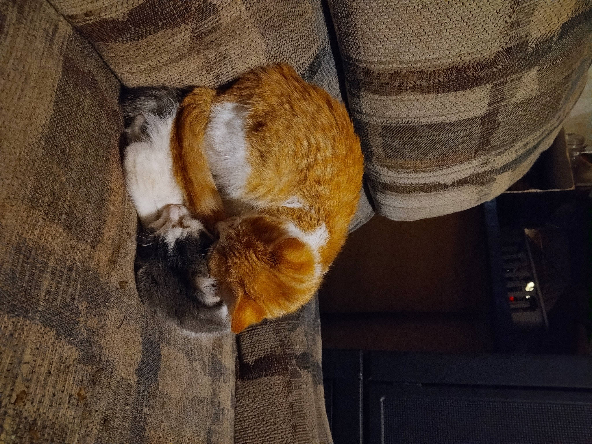 Ying And Yang joined the competition — help win amazing prizes! canidae, carnivore, cat, claw, comfort, companion_dog, dog_breed, domestic_short_haired_cat, fawn, felidae, flooring, fur, hardwood, human_leg, small_to_medium_sized_cats, snout, sporting_group, tail, whiskers, wood