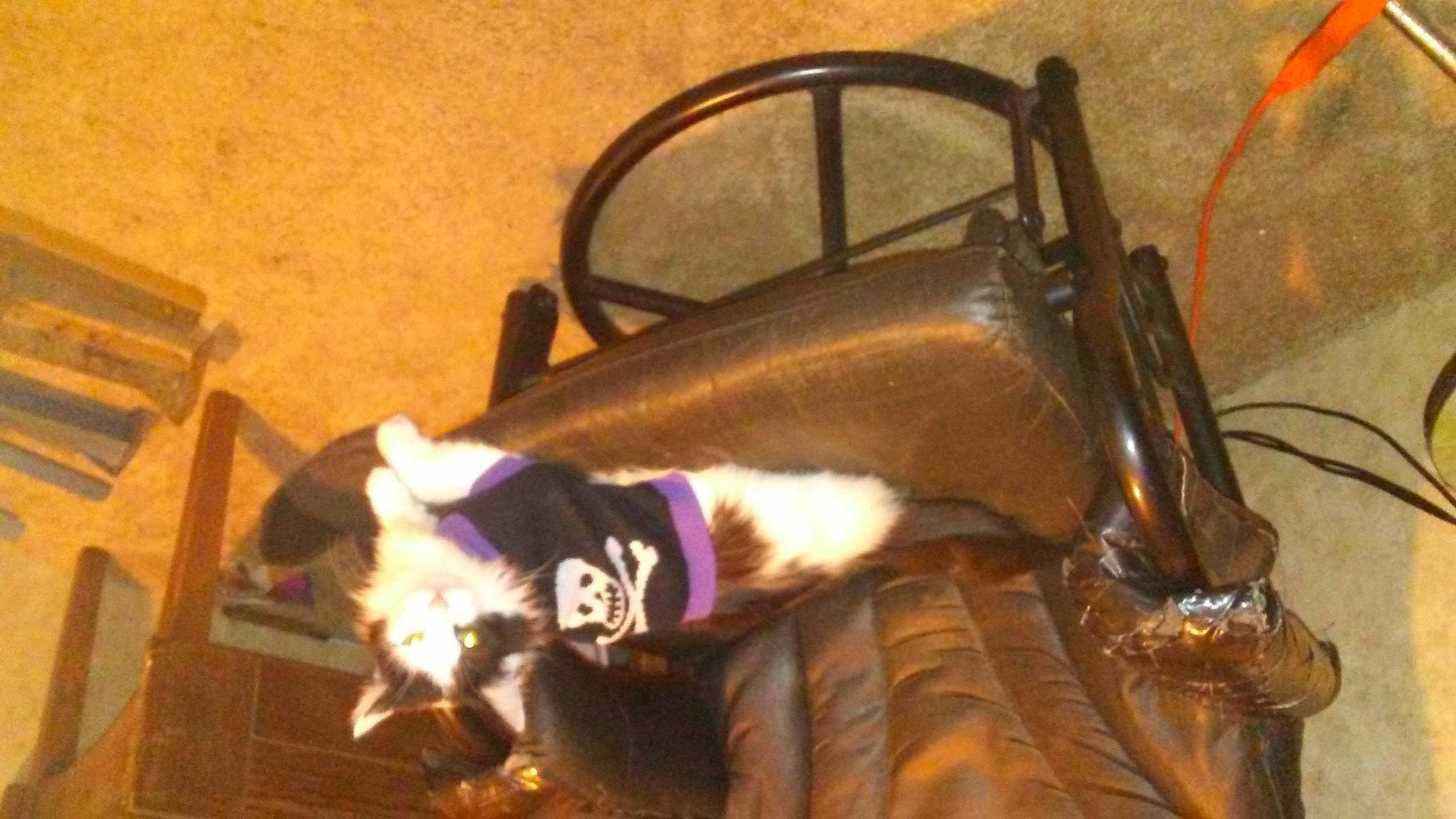 Isis is registered to the contest to win money with this photo: automotive_lighting, automotive_tire, automotive_wheel_system, bag, bicycle_handlebar, bicycle_part, bicycle_saddle, bicycle_tire, carnivore, fawn, fender, handbag, luggage_and_bags, motor_vehicle, motorcycle, rim, tire, vehicle, wheel, wood