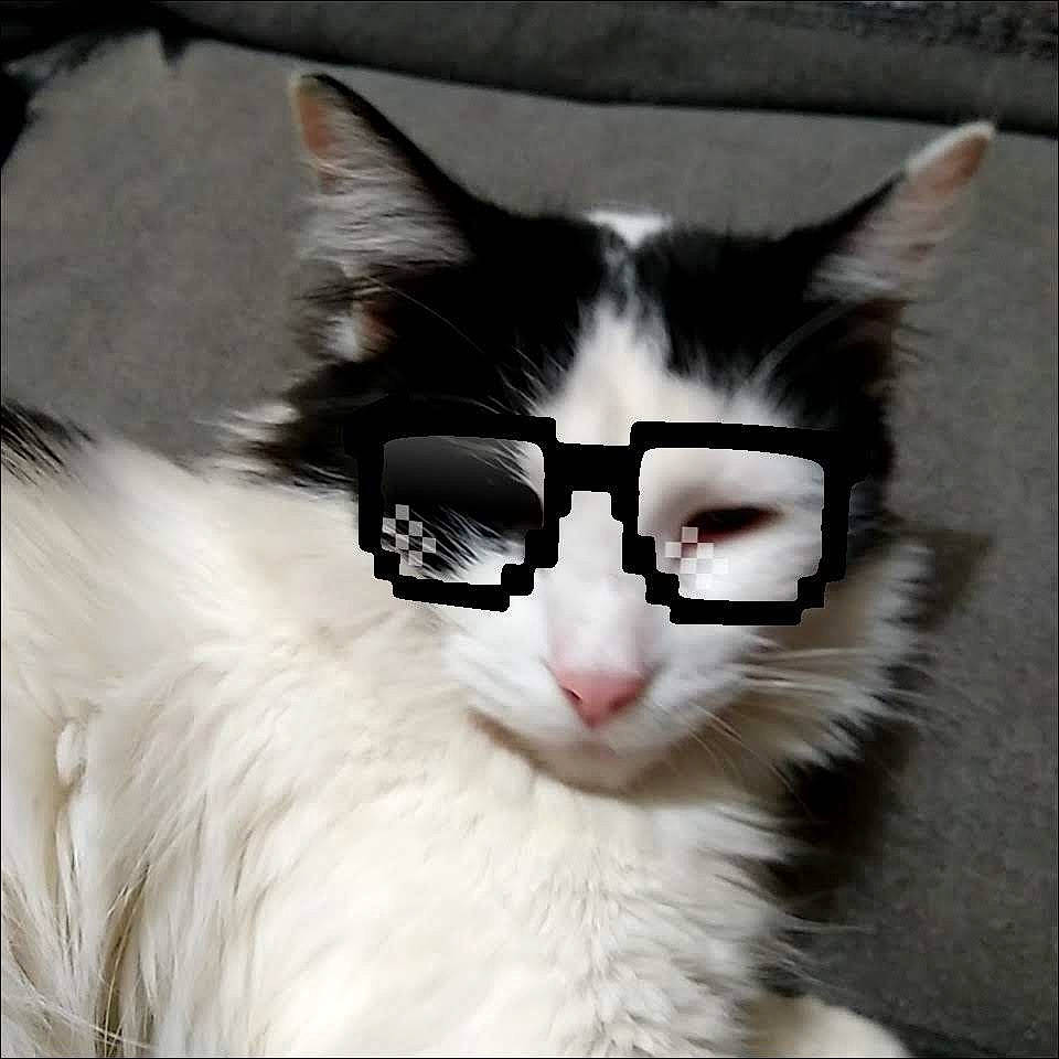 Isis is registered to the contest to win money with this photo: art, carnivore, cat, domestic_short_haired_cat, eyewear, fang, felidae, fur, iris, jaw, paw, photo_caption, small_to_medium_sized_cats, snout, tail, terrestrial_animal, whiskers