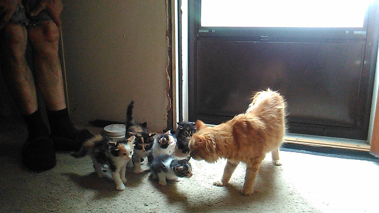 Daddy Scotch joined the competition — help win amazing prizes! canidae, carnivore, companion_dog, dog, dog_breed, fawn, felidae, flooring, fur, mammal, non_sporting_group, paw, small_to_medium_sized_cats, spitz, sporting_group, tail, toy_dog, vertebrate, whiskers, window