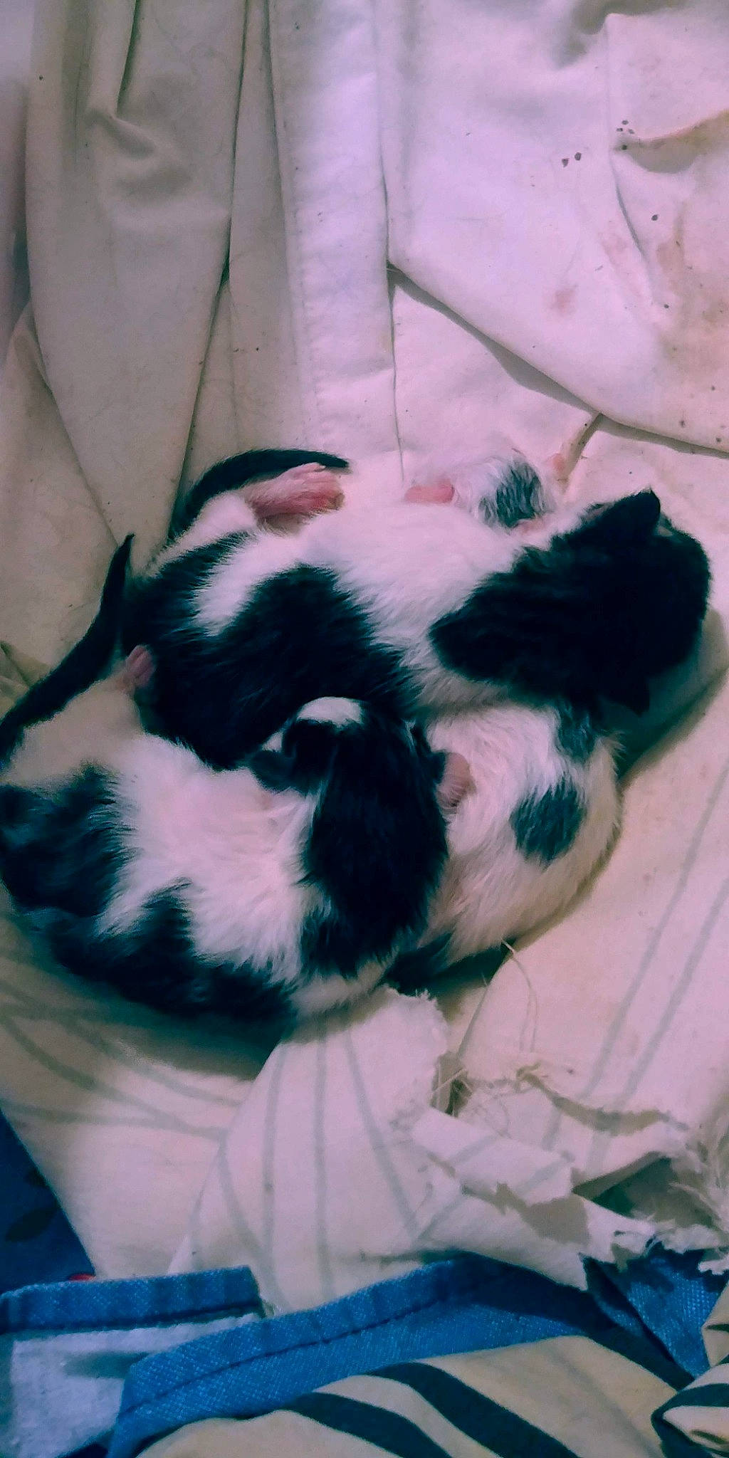 Moomooo joined the competition — help win amazing prizes! canidae, carnivore, comfort, companion_dog, dog_breed, felidae, fur, green, landseer, mammal, nap, non_sporting_group, pattern, small_to_medium_sized_cats, sporting_group, tail, terrestrial_animal, vertebrate, whiskers