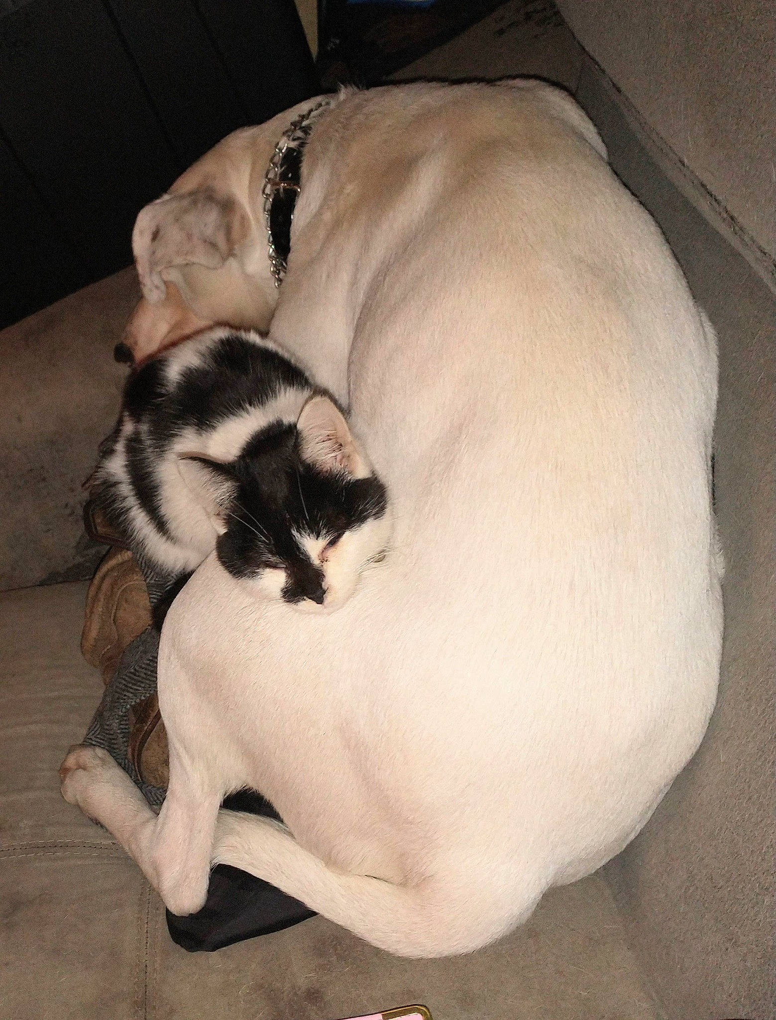 Aquanettie And Lily joined the competition — help win amazing prizes! balinese, canidae, carnivore, cat, claw, comfort, companion_dog, dog_breed, domestic_short_haired_cat, fawn, felidae, fur, nap, paw, small_to_medium_sized_cats, snout, sporting_group, tail, whiskers, working_animal