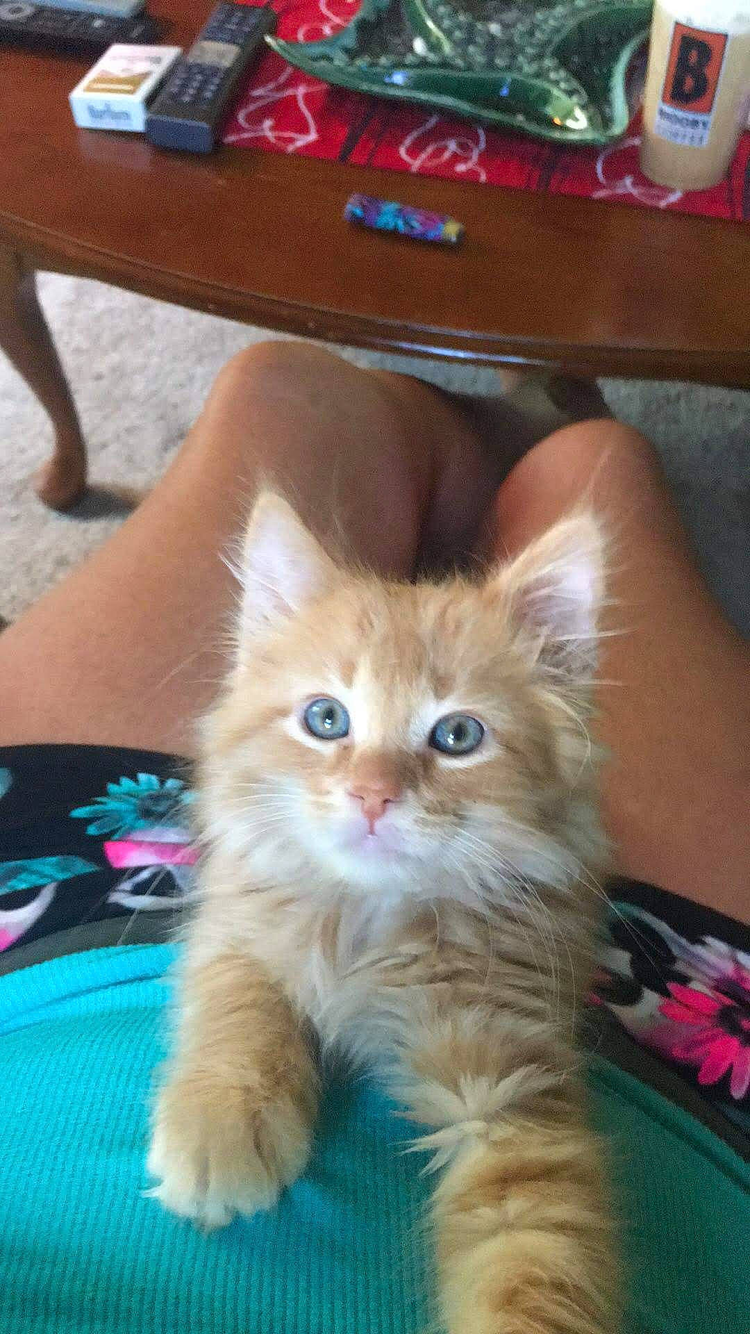 Butterscotch joined the competition — help win amazing prizes! box, carnivore, cat, domestic_short_haired_cat, electric_blue, fawn, felidae, flooring, foot, fur, iris, paw, small_to_medium_sized_cats, snout, tail, whiskers