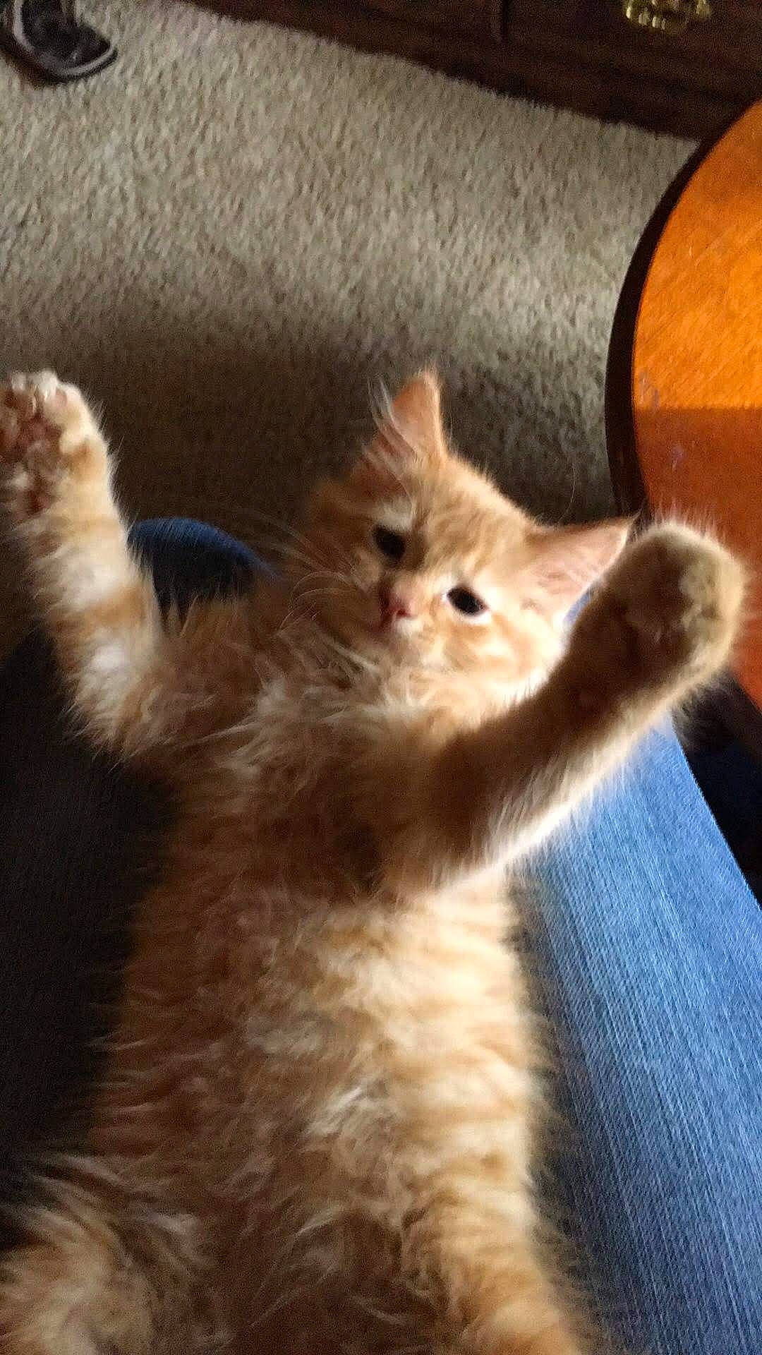 Butterscotch joined the competition — help win amazing prizes! carnivore, cat, claw, comfort, domestic_short_haired_cat, ear, fawn, felidae, flooring, fur, gesture, human_leg, paw, small_to_medium_sized_cats, snout, tail, terrestrial_animal, whiskers, wood