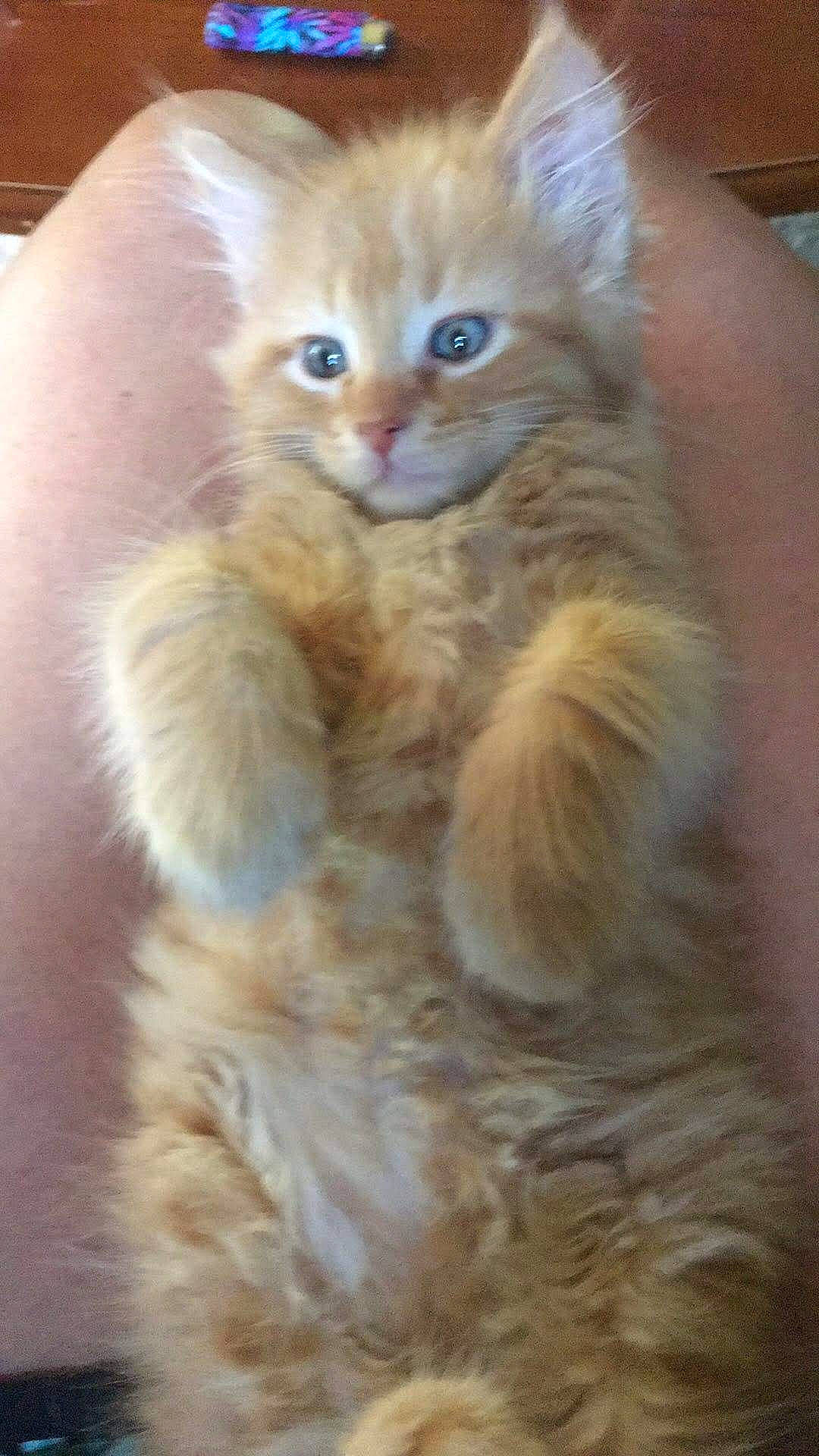 Butterscotch joined the competition — help win amazing prizes! british_longhair, carnivore, cat, claw, comfort, eye, fawn, felidae, fur, laperm, paw, small_to_medium_sized_cats, snout, tail, terrestrial_animal, whiskers