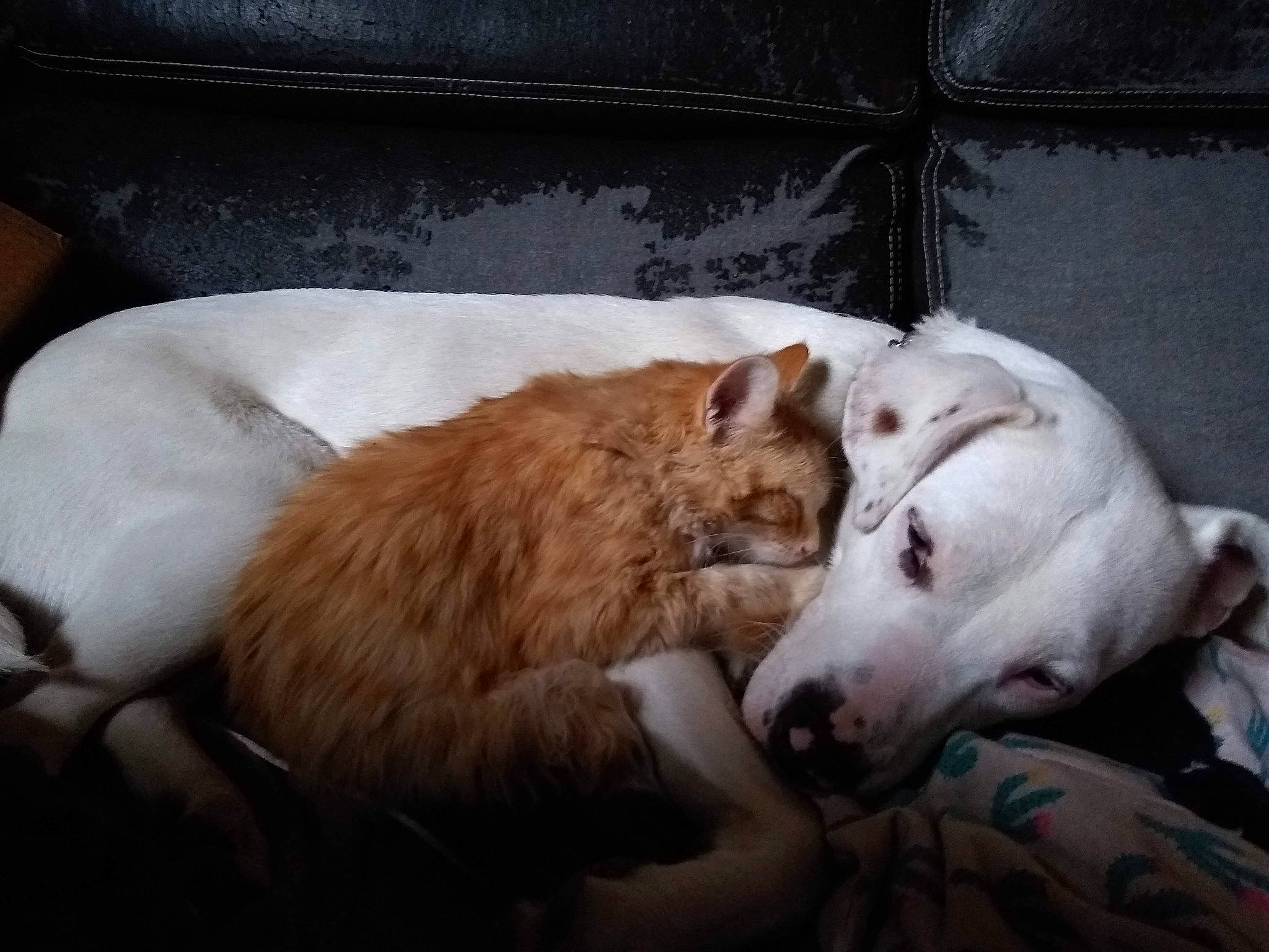 Butterscotch Anf Lilly joined the competition — help win amazing prizes! borzoi, canidae, carnivore, comfort, companion_dog, couch, dog, dog_breed, felidae, fur, nap, non_sporting_group, paw, silken_windhound, sleep, small_to_medium_sized_cats, snout, sporting_group, terrestrial_animal, whiskers