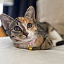 Evie is registered to the contest to win money with this photo: kitten, calico, cat, pet, collar, bell, cute, close_up, indoor, feline, animal, whiskers, ears, nose, lying_down, curious, soft_surface, young, domestic, fluffy