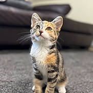 Evie is registered to the contest to win money with this photo: kitten, cat, calico, pet, feline, animal, indoor, carpet, fur, whiskers, paws, cute, curious, young, sitting, domestic, soft, blurred_background, home, adorable
