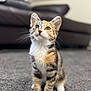 kitten, cat, calico, pet, feline, animal, indoor, carpet, fur, whiskers, paws, cute, curious, young, sitting, domestic, soft, blurred_background, home, adorable