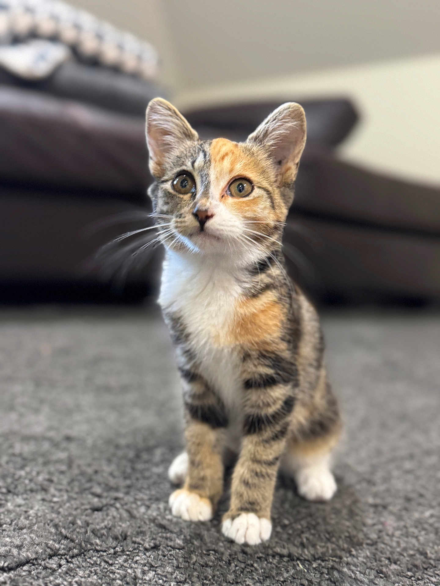 Evie is registered to the contest to win money with this photo: kitten, cat, calico, pet, indoor, carpet, feline, animal, cute, curious, sitting, young, fur, whiskers, ears, eyes, domestic, home, blurred_background, cozy