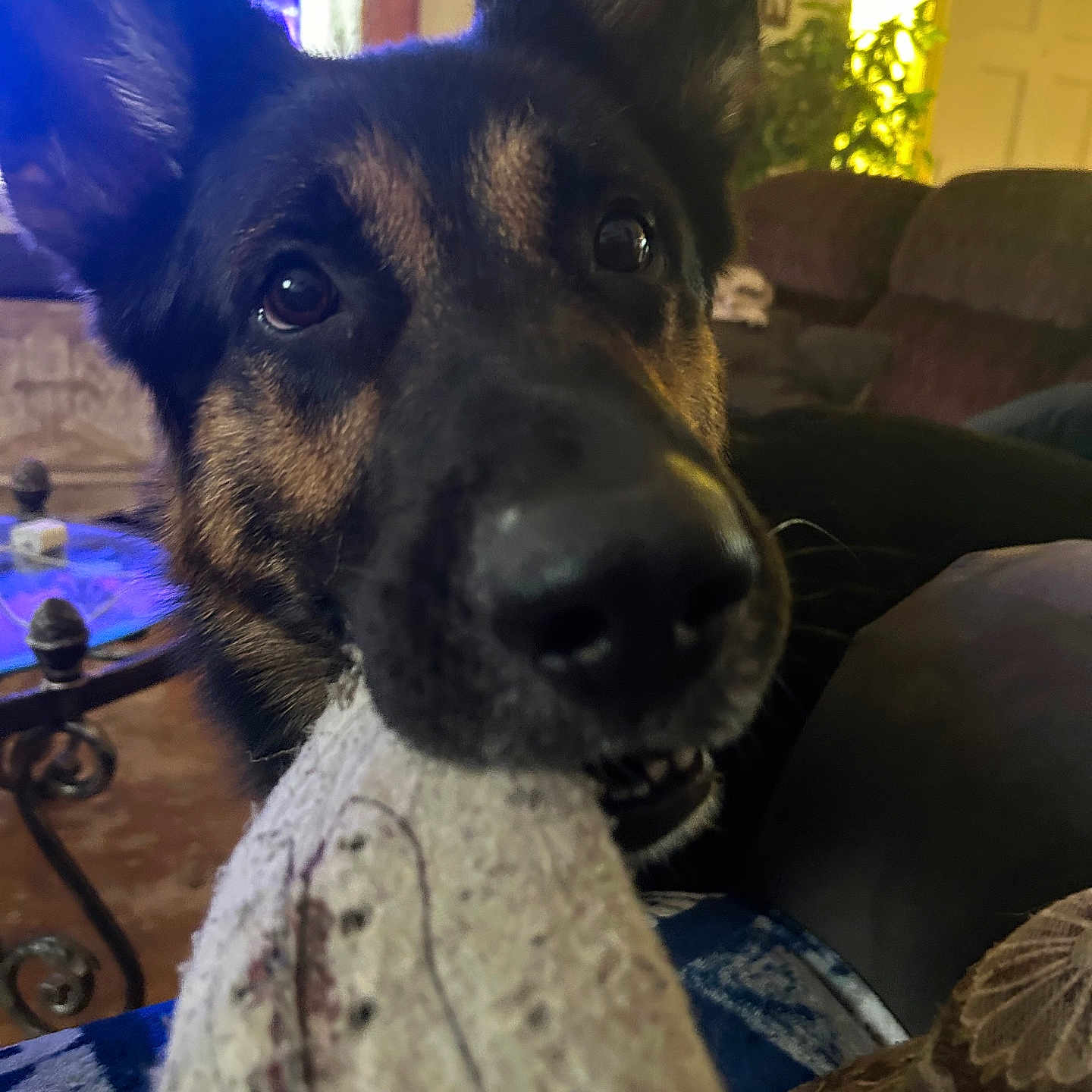 Zeus is registered to the contest to win money with this photo: animal, close_up, couch, cozy, dog, doorway, ears, eyes, furniture, german_shepherd, home, indoor, knitted, living_room, mouth, nose, pet, plant, playful, sock