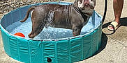 Jake is registered to the contest to win money with this photo: adult, animal, bulldog, canine, clothing, dog, footwear, grass, hottub, male, man, person, pet, plant, pool, pottedplant, shoe, summer, tub, water