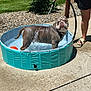 adult, animal, bulldog, canine, clothing, dog, footwear, grass, hottub, male, man, person, pet, plant, pool, pottedplant, shoe, summer, tub, water