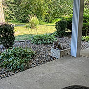 Jake joined the competition — help win amazing prizes! backyard, flagstone, garden, grass, gravel, jar, nature, outdoors, path, plant, planter, pottedplant, pottery, road, slate, tree, vase, vegetation, walkway, yard