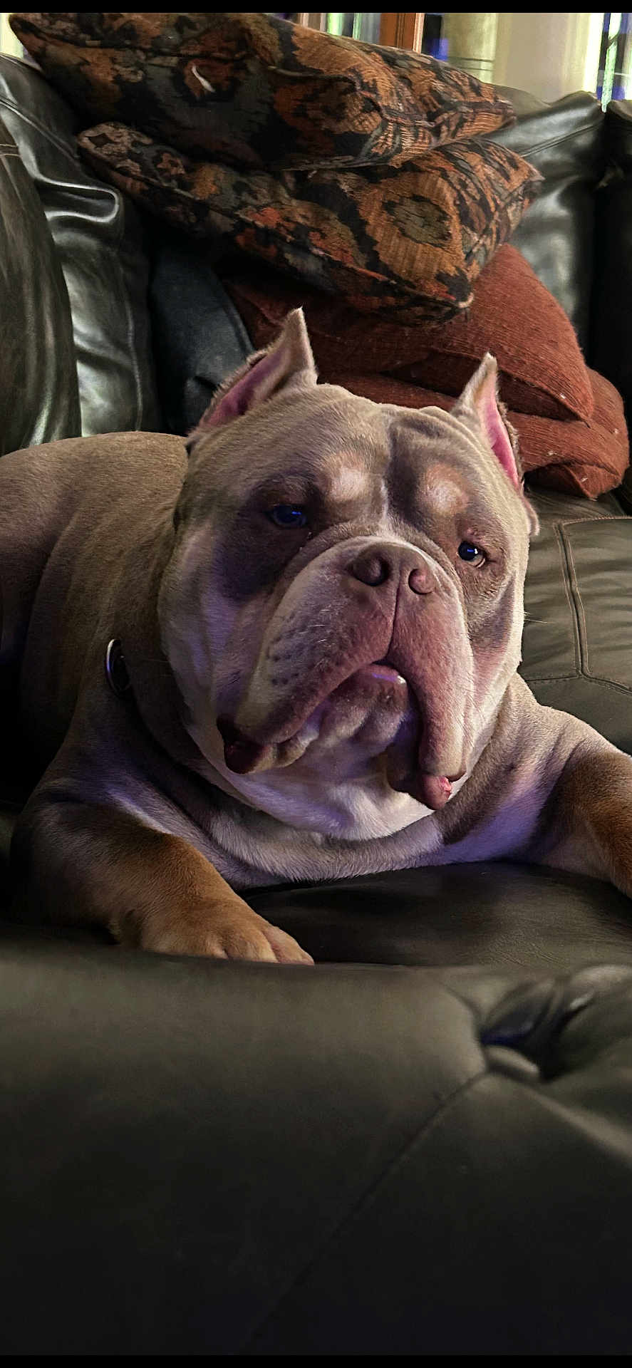 Jake is registered to the contest to win money with this photo: animal, architecture, armchair, boxer, building, bulldog, canine, chair, couch, cushion, dog, frenchbulldog, furniture, homedecor, indoors, livingroom, pet, pitbull, puppy, room