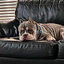 Jake is registered to the contest to win money with this photo: animal, architecture, building, bulldog, canine, chair, couch, cushion, dog, frenchbulldog, furniture, homedecor, indoors, interiordesign, livingroom, pet, pitbull, puppy, room, snout