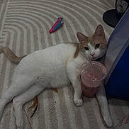 Mango is registered to the contest to win money with this photo: cat, orange_and_white, pet, feline, lying_down, relaxed, portrait, face, eyes, whiskers, pink_nose, striped_rug, indoor, home, toy, feather, drink, straw, fan, cozy