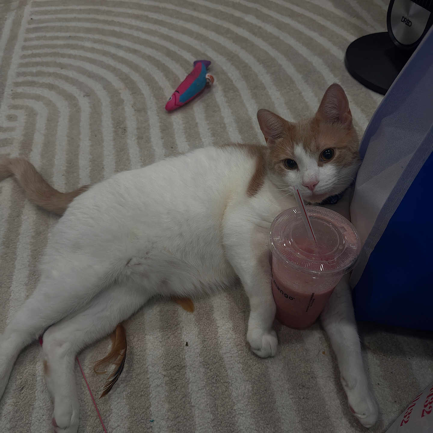 Mango