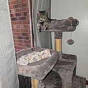 Pixie is registered to the contest to win money with this photo: cat, tabby_cat, cat_tree, pet_bed, blanket, indoor, curtains, window, brick_wall, furniture, pet, relaxed, gray, cozy, animal, resting, domestic_cat, feline, looking_away, soft_texture