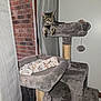 cat, tabby_cat, cat_tree, pet_bed, blanket, indoor, curtains, window, brick_wall, furniture, pet, relaxed, gray, cozy, animal, resting, domestic_cat, feline, looking_away, soft_texture