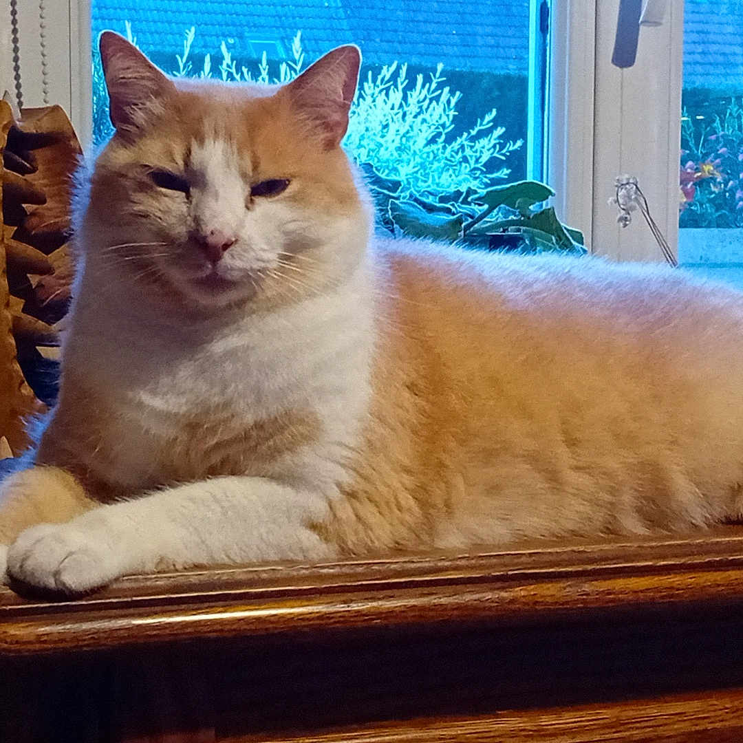 Olaf a rejoint le concours — aidez-le/la à gagner de superbes lots ! abyssinian, animal, architecture, baseball, baseballglove, building, cat, chair, couch, food, furniture, hardwood, indoors, livingroom, manx, pet, plywood, room, shelf, wood