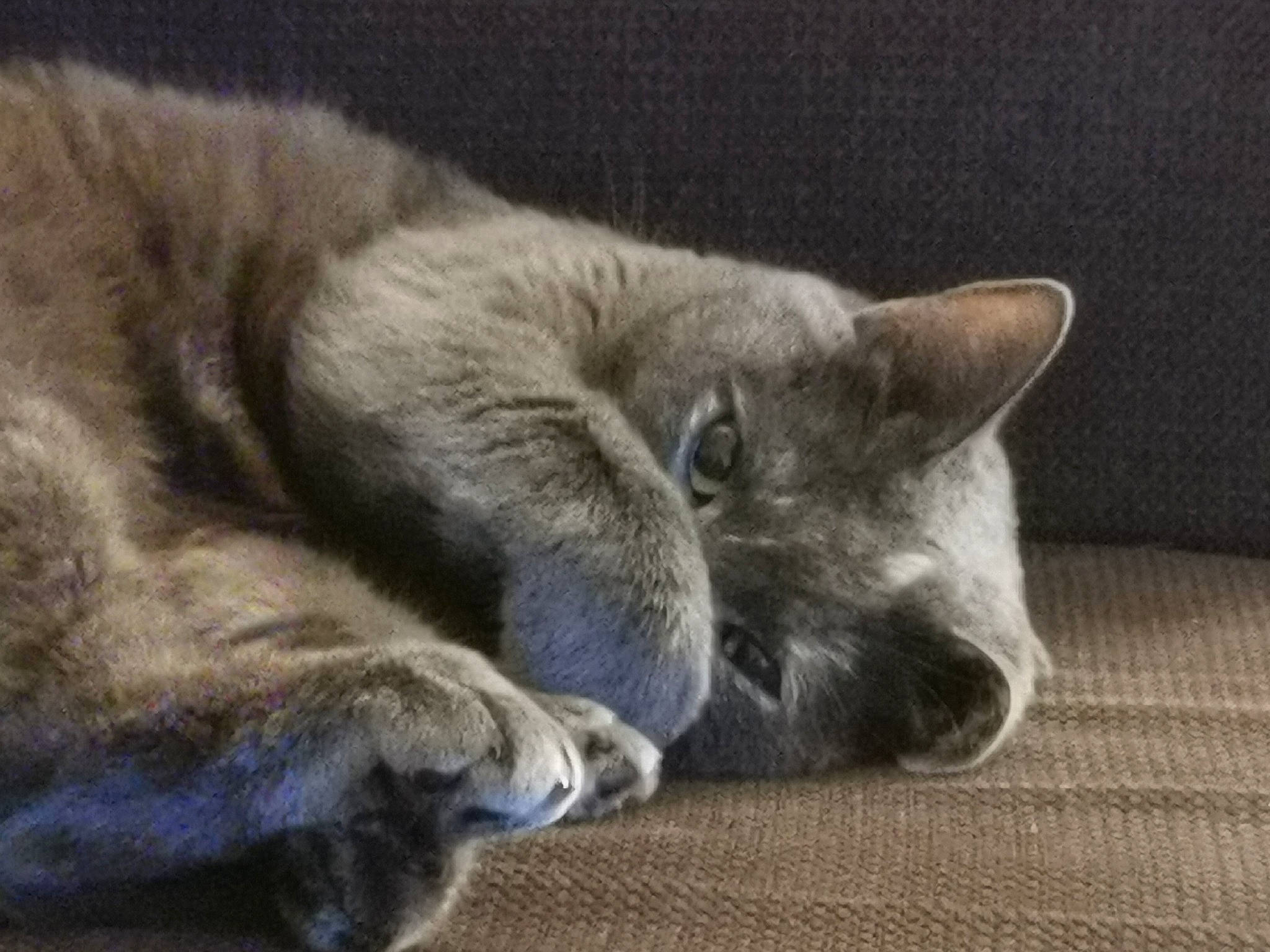 Bahia a rejoint le concours — aidez-le/la à gagner de superbes lots ! carnivore, cat, claw, comfort, domestic_short_haired_cat, electric_blue, felidae, fur, grey, nap, paw, russian_blue, sleep, small_to_medium_sized_cats, snout, terrestrial_animal, whiskers, wildlife