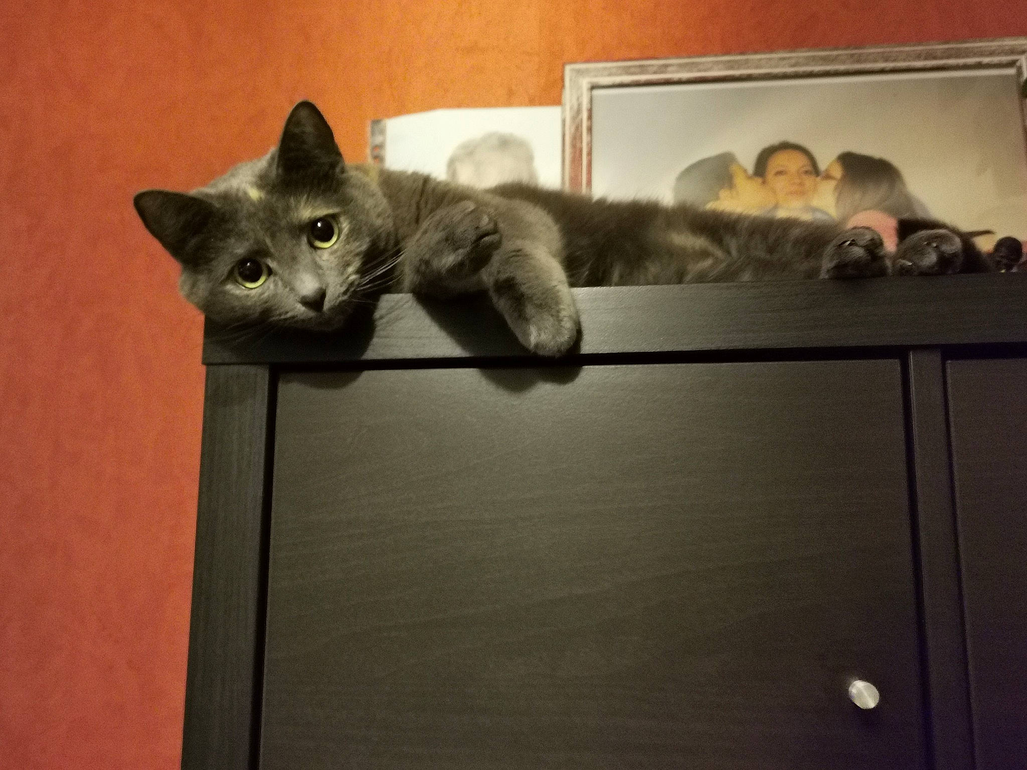 Bahia a rejoint le concours — aidez-le/la à gagner de superbes lots ! cabinetry, carnivore, cat, comfort, domestic_short_haired_cat, felidae, fur, grey, metal, paw, picture_frame, rectangle, room, russian_blue, shelf, small_to_medium_sized_cats, snout, tail, whiskers, wood