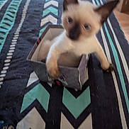 Sassy is registered to the contest to win money with this photo: kitten, cat, box, bedspread, pattern, indoor, pet, animal, small, curious, ears, paws, feline, cute, young, blurry, bed, resting, furniture, domestic