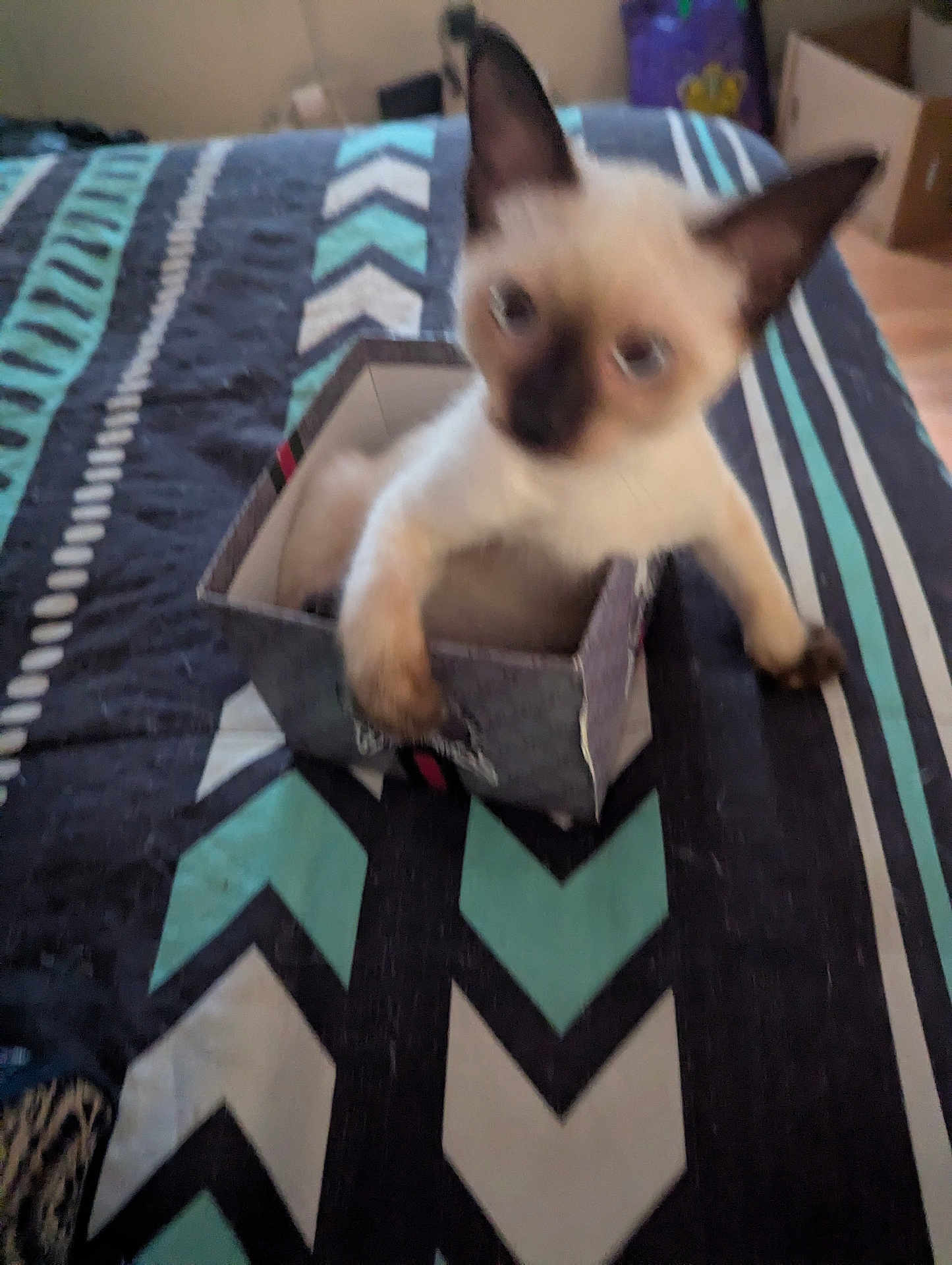 Sassy is registered to the contest to win money with this photo: kitten, cat, box, bedspread, pattern, indoor, pet, animal, small, curious, ears, paws, feline, cute, young, blurry, bed, resting, furniture, domestic