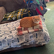 Keke is registered to the contest to win money with this photo: cat, orange_cat, blanket, couch, throw_blanket, folded_blanket, indoor, living_room, carpet, curtains, window_light, cozy, furniture, pet, resting, domestic, home, fabric, patterned, relaxing