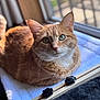 cat, ginger_cat, tabby, pet, animal, feline, indoor, window, blanket, soft, sunlight, cozy, resting, fur, whiskers, ears, green_eyes, closeup, relaxing, domestic_animal