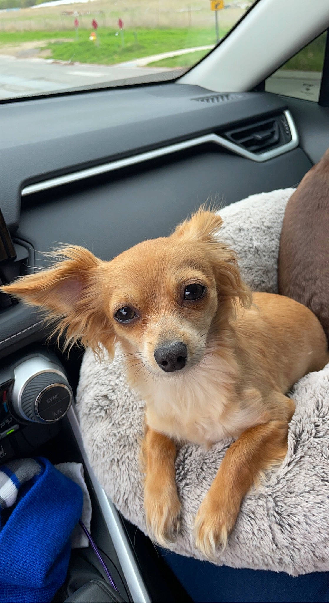 Buckley is registered to the contest to win money with this photo: auto_part, automotive_exterior, automotive_mirror, canidae, car, car_seat, carnivore, companion_dog, dog, dog_breed, dog_supply, fawn, fur, liver, motor_vehicle, personal_luxury_car, sporting_group, toy_dog, vehicle_door, windshield