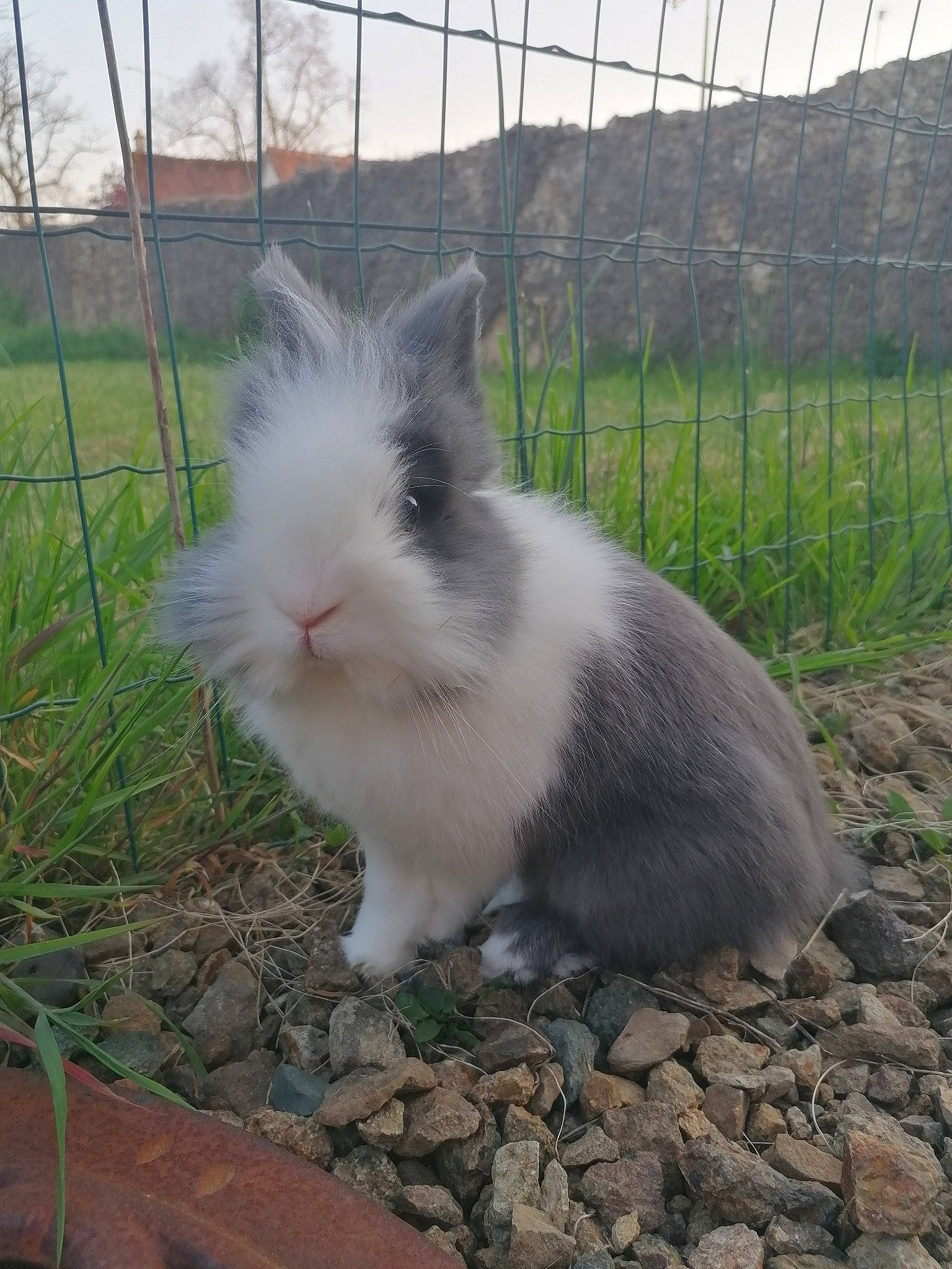 Domino a rejoint le concours — aidez-le/la à gagner de superbes lots ! angora_rabbit, domestic_rabbit, ear, hare, mammal, rabbit, rabbits_and_hares, vertebrate, whiskers