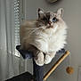 cat, fluffy, blue_eyes, cat_tree, indoor, pet, furniture, window, curious, whiskers, domestic_animal, light, shadow, cozy, animal, soft_fur, perched, toy_ball, background, relaxed