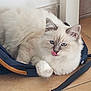 cat, fluffy, white_cat, blue_eyes, indoor, bag, floor, tile_floor, pet, animal, cute, tongue_out, relaxed, feline, domestic_cat, fur, whiskers, ears, paw, resting