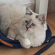 Ruby a rejoint le concours — aidez-le/la à gagner de superbes lots ! cat, fluffy, white, blue_eyes, tongue_out, indoor, bag, floor, tile, pet, animal, cute, relaxed, feline, domestic_cat, resting, cozy, closeup, ears, whiskers