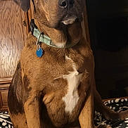 Coors joined the competition — help win amazing prizes! animal, blanket, brown_dog, calm, collar, companion, dog, domestic, ears, fur, indoor, looking_at_camera, nose, patterned_blanket, pet, portrait, sitting, television, white_patch, wooden_furniture