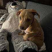 Sparky participe au concours pour gagner de l'argent avec cette photo : dog, puppy, stuffed_animal, teddy_bear, sofa, couch, indoor, plush_toy, brown_puppy, sitting, cuddling, cozy, curtain, pet, paw, fur, close_up, portrait, soft_texture, face