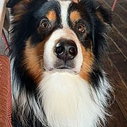 Twix participe au concours pour gagner de l'argent avec cette photo : dog, australian_shepherd, tricolor, pet, portrait, close_up, fluffy, brown_eyes, nose, fur, whiskers, indoor, wooden_floor, chair, table, looking_up, curious, sitting, cute, attention