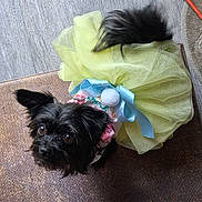 Princess is registered to the contest to win money with this photo: dog, small_dog, black_dog, tutu, yellow_tutu, blue_ribbon, pet_clothing, cute, looking_up, floor, indoor, fur, ears, tail, animal, pet, adorable, costume, fashion, portrait
