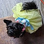 dog, small_dog, black_dog, tutu, yellow_tutu, blue_ribbon, pet_clothing, cute, looking_up, floor, indoor, fur, ears, tail, animal, pet, adorable, costume, fashion, portrait